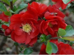 Айва красивая 