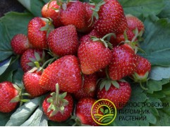 Земляника крупноплодная 
