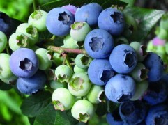 Голубика высокорослая 