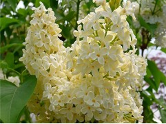 Сирень обыкновенная 