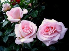 Роза чайно-гибридная 