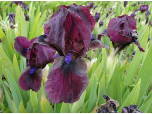 Ирис карликовый Ирис карликовый