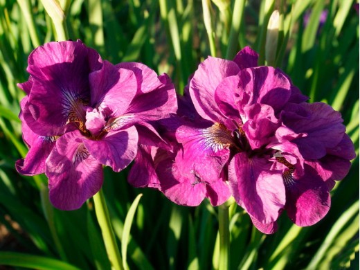 Ирис сибирский Ирис сибирский