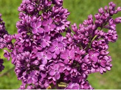 Сирень обыкновенная 