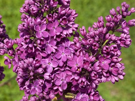 Сирень обыкновенная Сирень обыкновенная