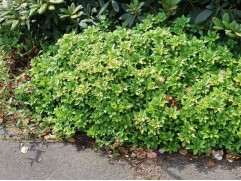 Пахизандра верхушечная Пахизандра верхушечная