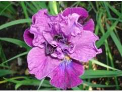 Ирис сибирский Ирис сибирский