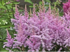 Астильба гибридная 