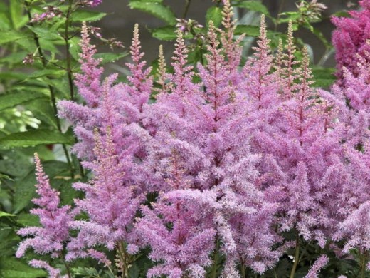 Астильба гибридная Астильба гибридная