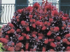 Скумпия кожевенная 