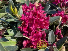 Рододендрон гибридный 
