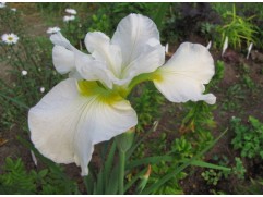 Ирис сибирский 