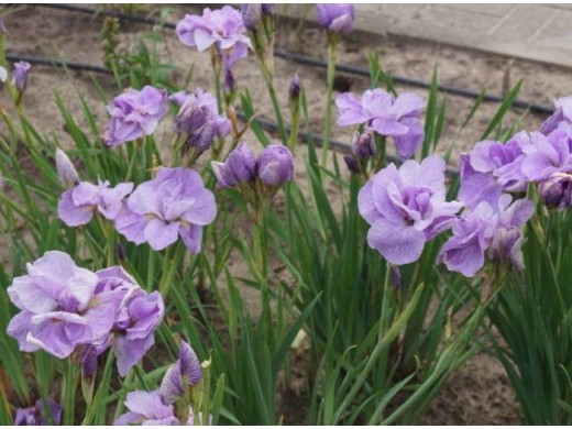 Ирис сибирский Ирис сибирский
