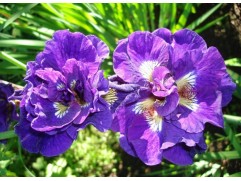 Ирис сибирский Ирис сибирский