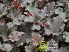 Гейхера гибридная 