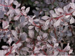 Барбарис оттавский 