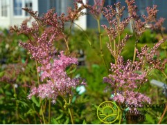 Лабазник (таволга) красный 