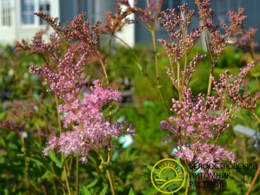 Лабазник (таволга) красный Лабазник (таволга) красный