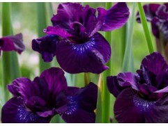 Ирис сибирский 