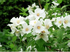 Чубушник Лемуана 