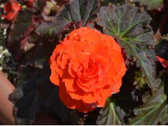 Бегония клубневая 