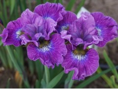 Ирис сибирский 
