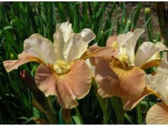 Ирис сибирский Ирис сибирский