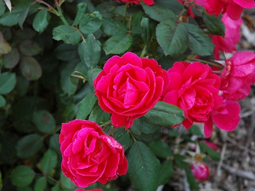 Роза шраб Роза шраб