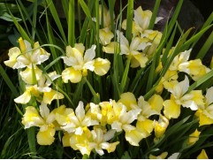 Ирис сибирский 