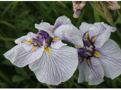 Ирис японский 