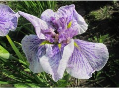 Ирис японский 