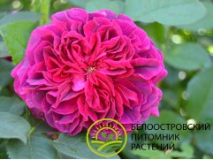 Роза английская 