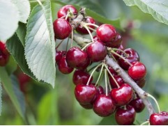 Вишня обыкновенная Вишня обыкновенная