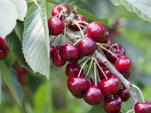 Вишня обыкновенная Вишня обыкновенная