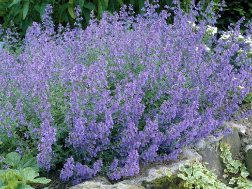 Котовник Фассена 