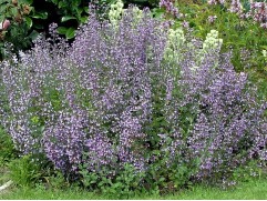 Душевик котовниковый 