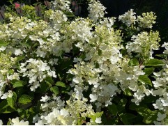 Гортензия метельчатая 