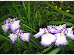 Ирис японский 