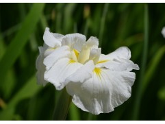 Ирис японский 