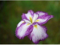 Ирис японский 