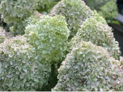 Гортензия метельчатая 