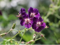 Герань темная 