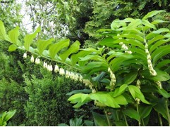 Купена многоцветковая 