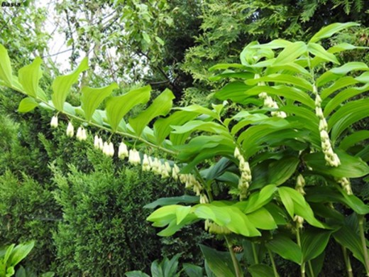 Купена многоцветковая Купена многоцветковая