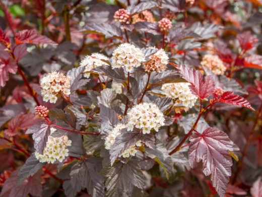 Пузыреплодник калинолистный Пузыреплодник калинолистный