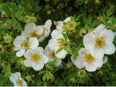 Лапчатка кустарниковая Лапчатка кустарниковая