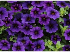 Калибрахоа 