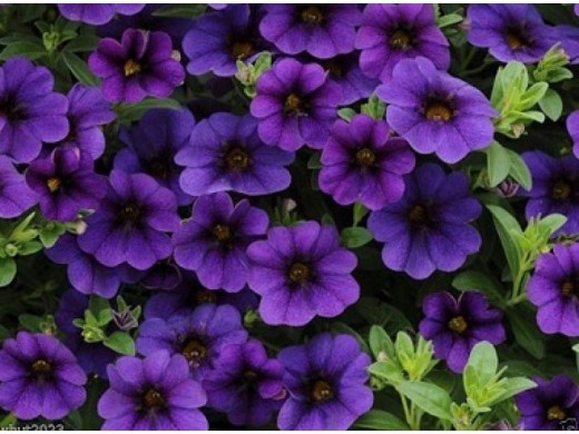 Калибрахоа Калибрахоа