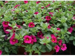 Калибрахоа 