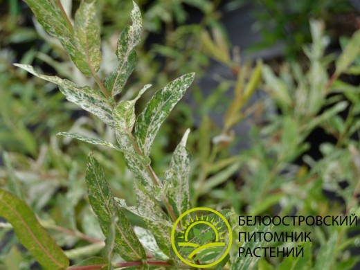 Ива цельнолистная Ива цельнолистная